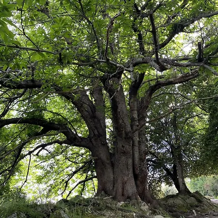 A Torra Entre Et Ciel *