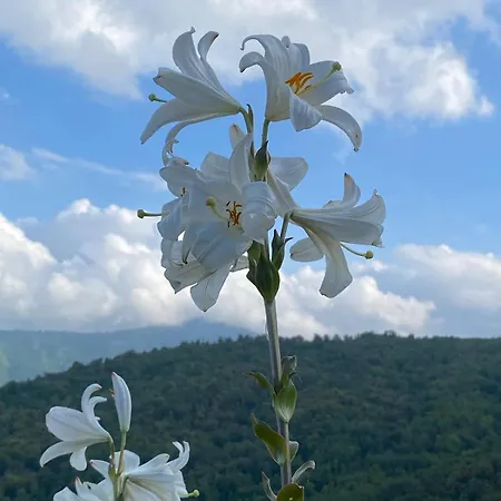 A Torra Entre Et Ciel *