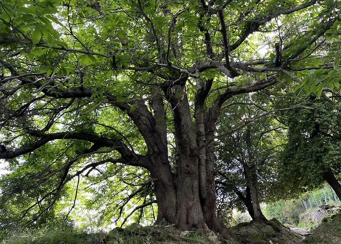 A Torra Entre Et Ciel *