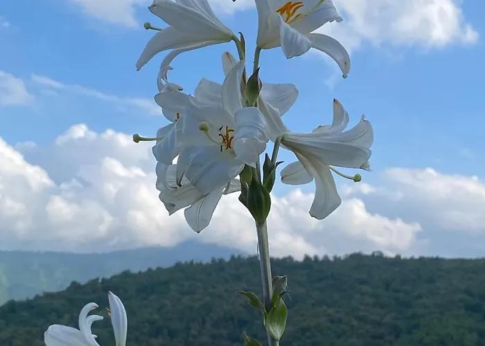 A Torra Entre Et Ciel *